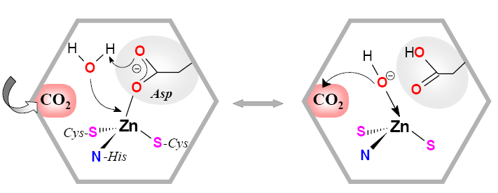 Anidrasi carbonica di tipo β Le omologie nella sequenza degli aa differenziano il tipo di anidrasi carbonica: il tipo β (tipico di piante superiori) non contiene molecole di H 2 O nella sfera di