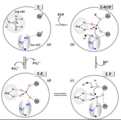 Meccanismo proposto per la catalisi di monoesteri fosforici (ROP) Il substrato RO-P probabilmente si lega a ponte ai due atomi di Zn e all Arg-166.