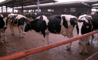 Comportamento attività delle bovine Le Principali attività svolte dalle bovine durante la giornata Altro (Standing)