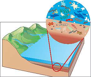 Origine del petrolio Formazione del petrolio: il plancton che viveva milioni di anni fa negli specchi d acqua interni è stato
