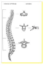 Vista di lato, la colonna vertebrale in assetto statico presenta tre curvature fisiologiche: lordosi cervicale; cifosi dorsale; lordosi lombare.