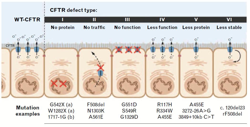Basi Molecolari Mutazioni nel gene CFTR (27