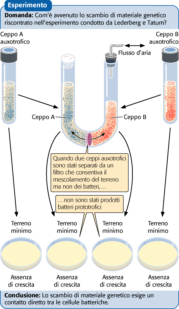 Pierce, GENETICA, Zanichelli