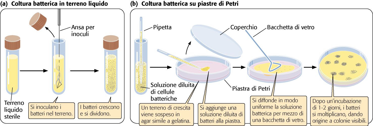 Pierce, GENETICA, Zanichelli