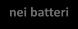 I trasposoni nei batteri Le sequenze di inserzione batteriche contengono solo gli elementi necessari per la trasposizione.