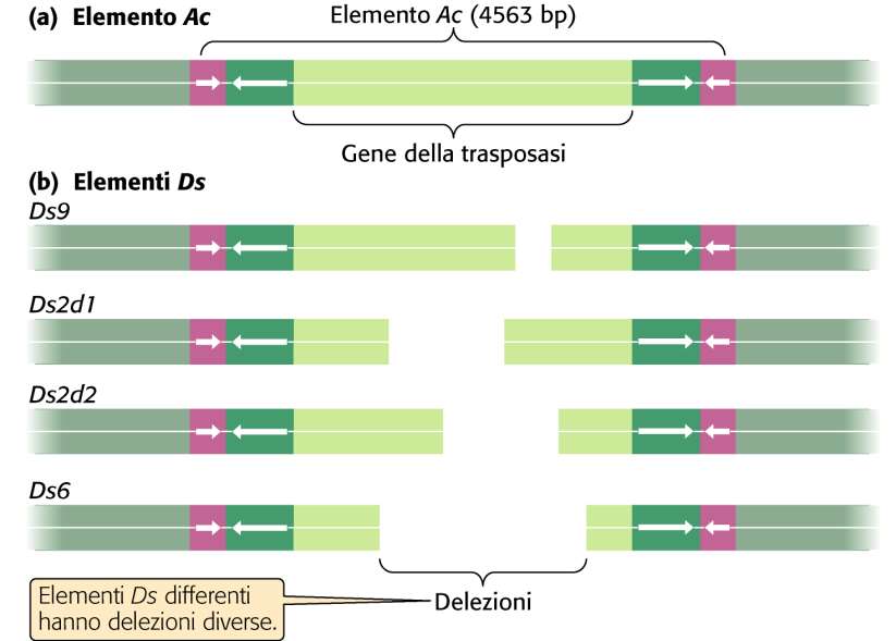 Il sistema Ac-Ds nelle piante Pierce, GENETICA, Zanichelli