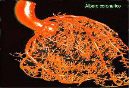 Cardiopatia ischemica Anatomia delle coronarie Ricordiamo l anatomia coronarica L ischemia