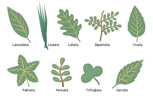 GLI ALBERI Foglie: tipi di foglie