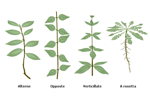 Le piante latifoglie possono presentare due tipologie principali di foglie: quelle semplici e quelle composte.