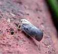 coltivazione sani produzioni agricole pulite uovo pupa larva adulto SIRFIDI Neodryinus contro Metcalfa OTTIMI PREDATORI DI AFIDI, MOSCHE BIANCHE E ALTRI INSETTI