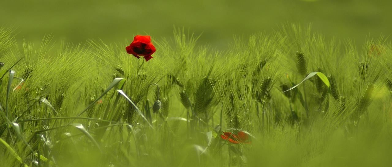 Introduzione Le piante infestanti si possono definire come tutte le piante che con la loro presenza tra le colture ne