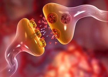 Stress e corteccia prefrontale (5) La corteccia prefrontale e l ippocampo sono le strutture cerebrali in grado di inibire la risposta dell'asse HPA di fronte allo stress.