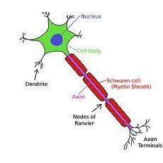 Stress e corteccia prefrontale (6) Lo stress cronico produce effetti nella funzione e nella struttura della PFC. Vi è una diminuzione (reversibile) dei dendriti e della loro densità e lunghezza.