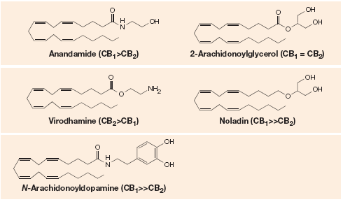 Agonisti endogeni Arachidoniletanolamide (anandamide) 2-Arachidonilglicerolo rilascio da