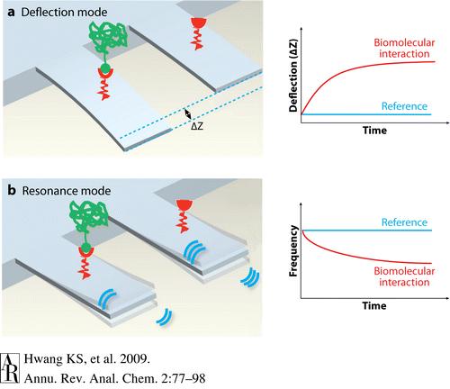 Nanocantilevers: sistemi nanometrici, simili a trampolini, per rilevare interazioni proteina/proteina,