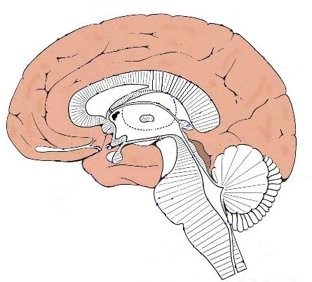 CENTRI INIBITORI : Regione mediana e paramediana bulbare Nucleo rosso Locus niger Nucleo ventro laterale del talamo Regione mediana e paramediana cerebellare Corteccia cerebrale CENTRI SOVRASPINALI