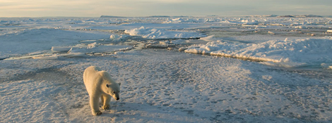 Steve Morello / WWF-Canon Vita sociale Gli orsi polari adulti sono animali solitari. Solo durante il periodo dell accoppiamento incontrano altri orsi.