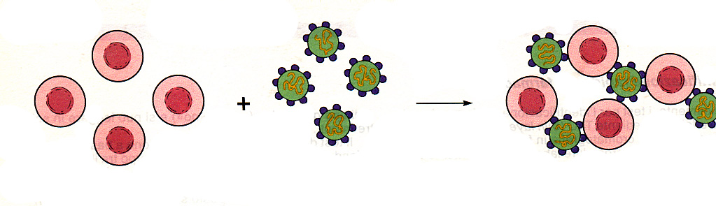 TITOLAZIONE DEI VIRUS (saggio di emoagglutinazione) Molti virus sono in grado di agglutinare gli eritrociti Basi del fenomeno: un virus o una molecola di emoagglutinina, si attacca