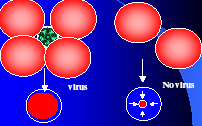 TITOLAZIONE DEI VIRUS (saggio di emoagglutinazione) SAGGIO: Le sospensioni di eritrociti e virus vengono lasciate a contatto per diverse ore, in piccoli pozzetti di una piastra di plastica.