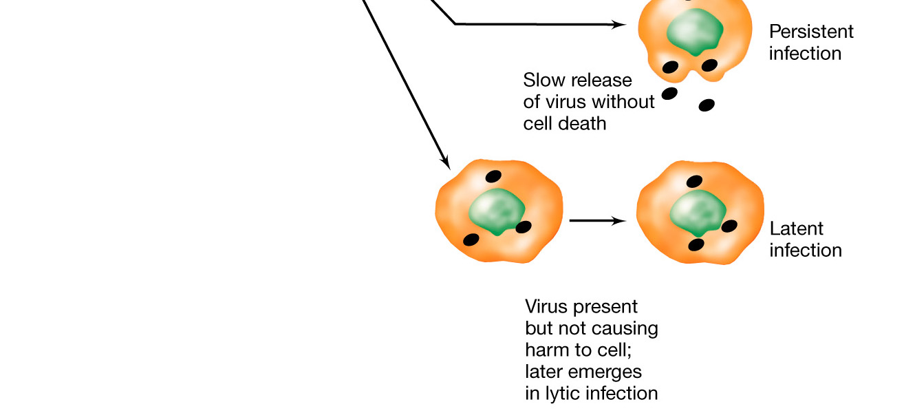 LESIONI DIRETTAMENTE PROVOCATE DAL VIRUS: 1.