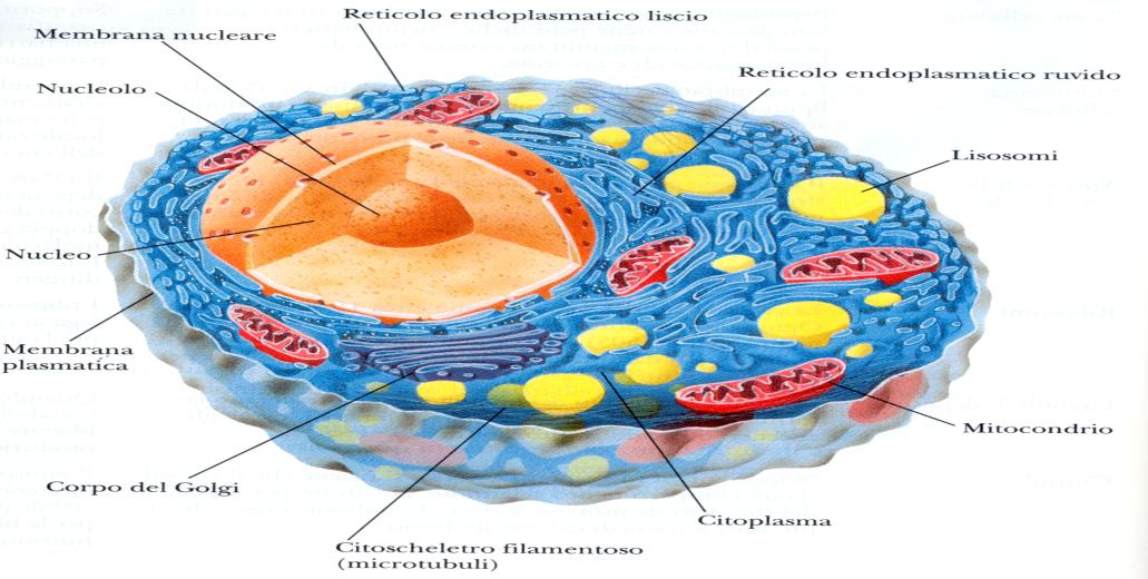 COMPLETATO IL TRASPORTO DEI NUTRIENTI ALLE CELLULE