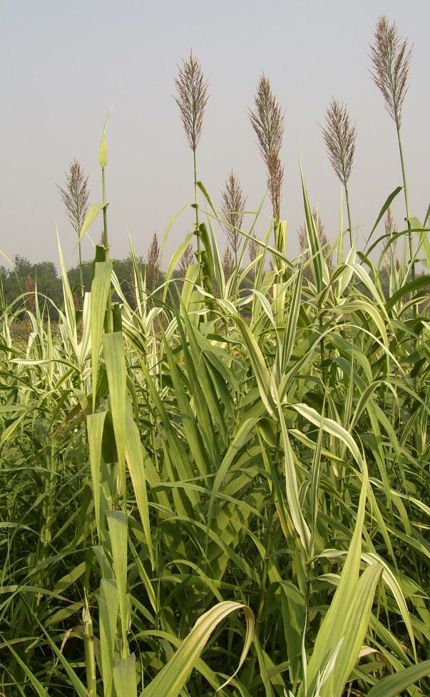 La scelta della Canna comune (Arundo donax) Elevata resa per ettaro (oltre 40 tonn/ha) Capacita di crescere in