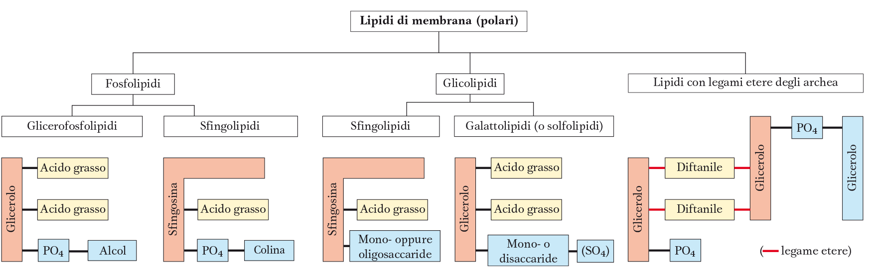 LIPIDI DI