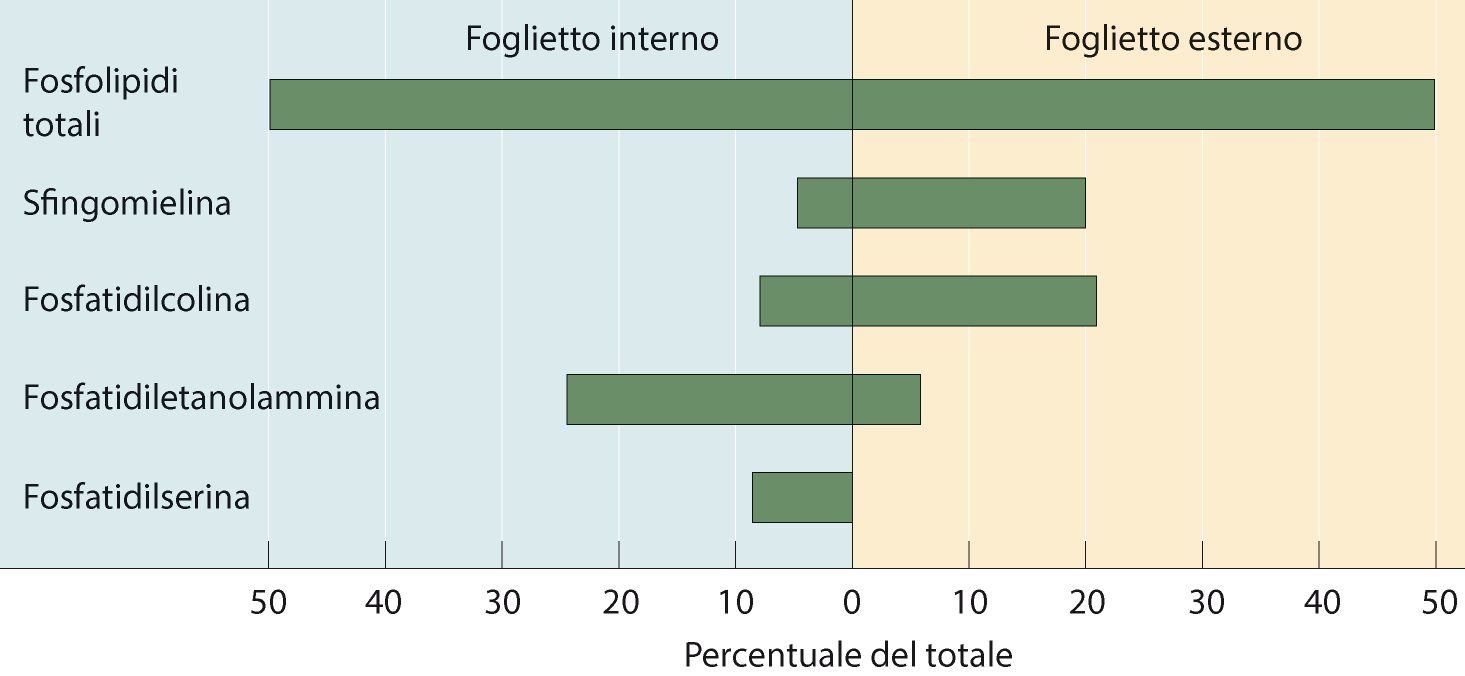 Le membrane presentano una