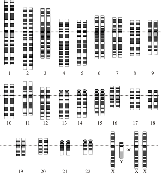 GENETICA... lessico Genetica: studio dei geni e dell'ereditarietà Geni: porzioni di DNA contenenti un'informazione che permette di decodificare una certa proteina.