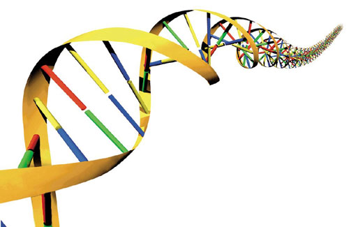 mar 21 15:34 DNA : macromolecola presente nel nucleo delle cellule, è formata da Nucleotidi (composti da uno zucchero, Desossiribosio, ed una base azotata) e la sua struttura chimica è quella di un