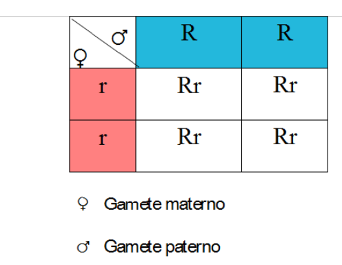 Il gene per il colore Rosso viene chiamato R, mentre quello per il bianco viene chiamato r mar 21 16:51 la