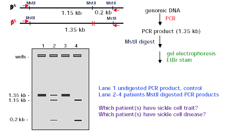 PCR nella diagnosi dell