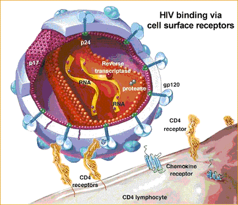 HIV - ciclo replicativo: binding 1.