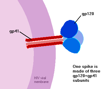 LTR gag pol vif vpr tat vpu rev env nef LTR env («envelope») codifica una poliproteina di 88 kd (p88) che viene glicosilata a gp160 ad opera di una proteasi virale, gp160 viene scissa nelle due