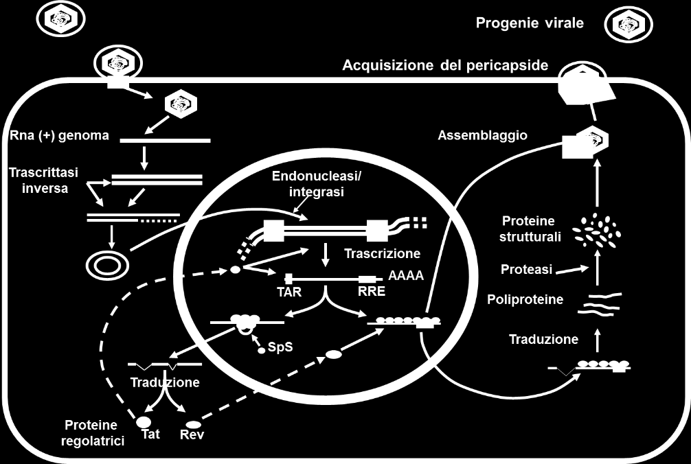 LTR gag pol vif vpr tat vpu rev env nef LTR rev (regulator of expression of virion proteins) ( due esoni), codificano per p19 che favorisce il trasferimento nucleocitoplasmatico di RNA-m unspliced La