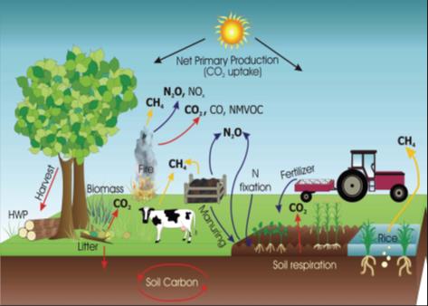 LCA negli agroecosistemi L applicazione dell LCA (Life Cycle Assessment) nella valutazione degli impatti ambientali generati dall intero ciclo di vita del prodotto, risulta particolarmente complessa