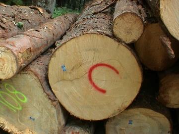 STIMA DEL PREZZO DI MACCHIATICO Il prezzo (valore) di macchiatico è il prezzo (valore) di trasformazione del bosco.