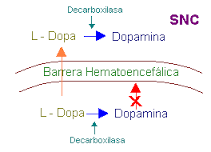 TRATTAMENTO Per il trattamento della malattia di Parkinson sono disponibili vari farmaci che, seppur non in grado di invertire la malattia, possono comunque migliorare la qualità della vita del