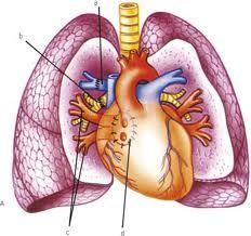 Controllo delle funzioni Vitali (Controllo