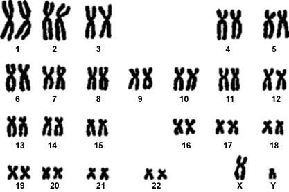 CARIOTIPO Definizione numero e forma dei cromosomi di una cellula Caratteristico per ciascuna specie Esempi Mosca 12 Orzo 14 Cipolla 16 Carota 18 Pomodoro 24 Vite 38 Topo 40 Soia 40 Mirabils 58 Mucca