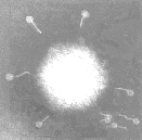 Adenovirus Elevato potere oncogeno negli animali Il genoma virale viene integrato parzialmente Sempre la stessa