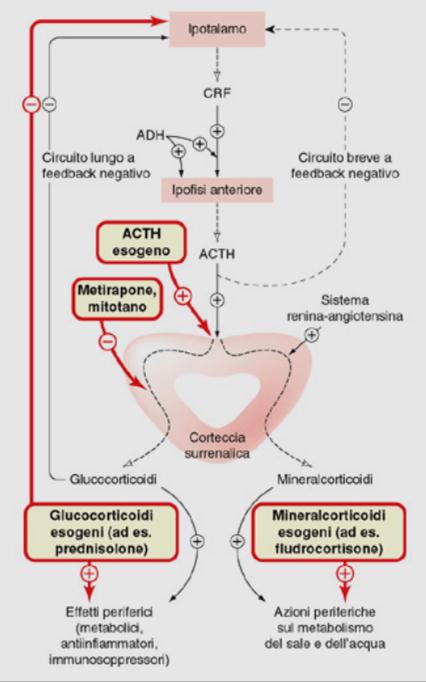 Regolazione della sintesi e secrezione dei corticosteroidi surrenalici Il