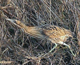 stellaris TARABUSINO (Ixobrychus minutus) ORDINE: