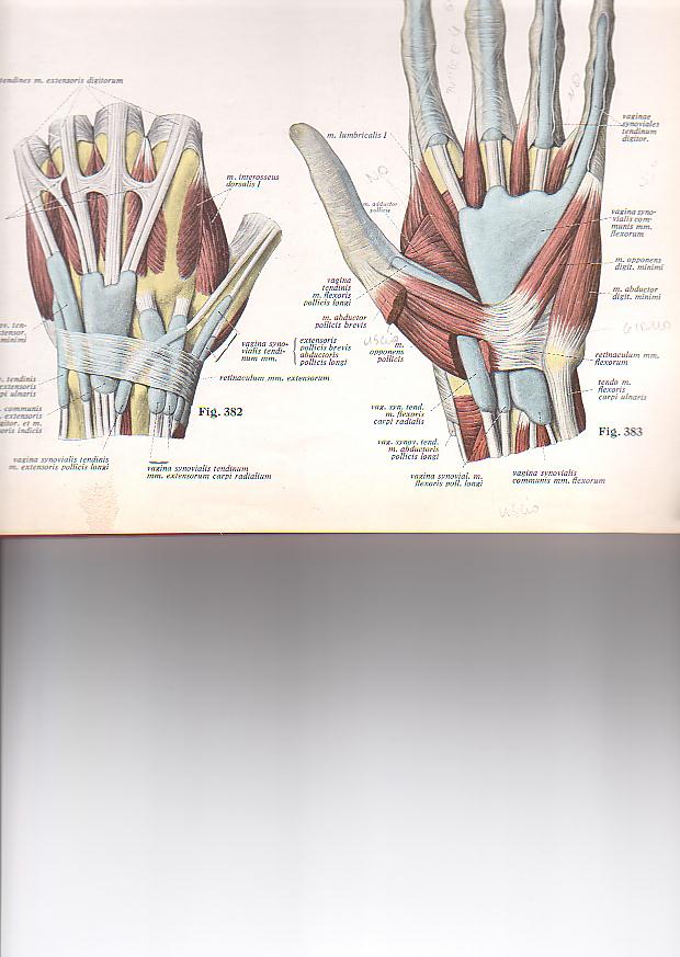 I TENDINI SONO CORDONI RIGIDI GHE CONGIUNGONO IL MUSCOLO ALL OSSO PRESSO LE ARTICOLAZIONI:OGNI CONTRAZIONE MUSCOLARE (ACCORCIAMENTO DEL MUSCOLO) IMPRIME AL TENDINE UN MOVIMENTO CHE FA MUOVERE L