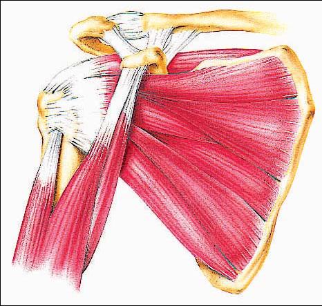 Tendinite della cuffia dei rotatori E una infiammazione dei tendini della spalla La cuffia dei rotatori è formata dall insieme dei tendini di quattro muscoli (sovraspinato, sottospinato, piccolo