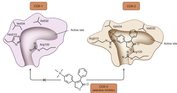 Figura 15: COX-2 e coxib In base a tali considerazioni abbiamo progettato una nuova serie di composti benzotienopirimidinici prendendo come riferimento i seguenti composti: celecoxib, nimesulide,