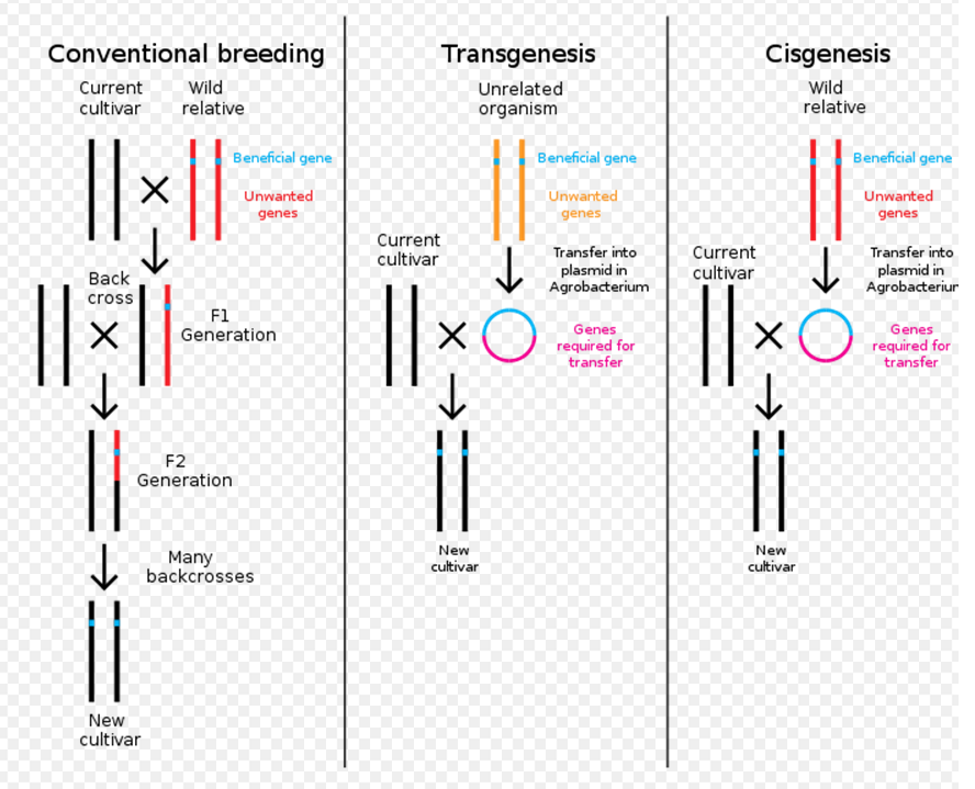 Cisgenesi Modificazione genetica di una pianta ricevente effettuata con un gene proveniente da una pianta donatrice di specie sessualmente compatibile.