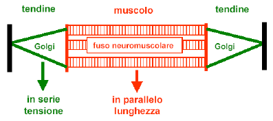 partecipazione cosciente. I movimenti riflessi sono involontari, rapidi, stereotipati, innati e modulati da stimolo.