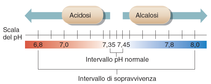 Disordini acido-base Se il ph del sangue arterioso scende a 6.8 o sale fino a 8.