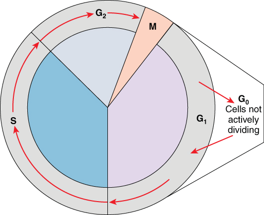 Ciclo cellulare Fase preparatoria divisione
